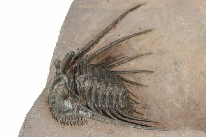 Kettneraspis Trilobite With Long Occipital - Lghaft, Morocco #232763